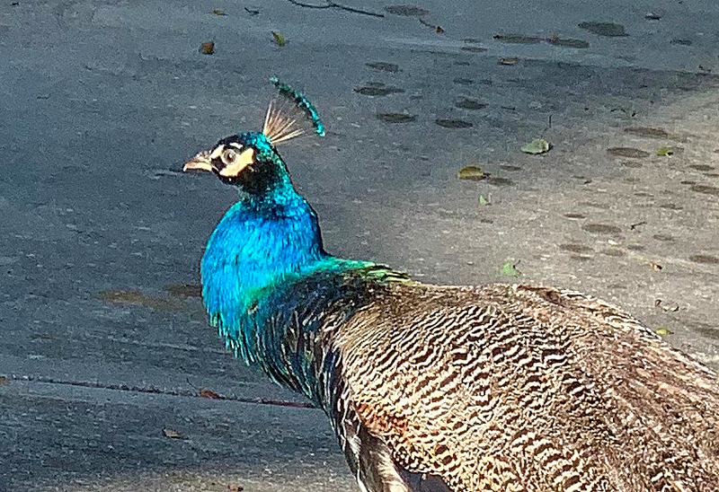 Peacock Close-Up